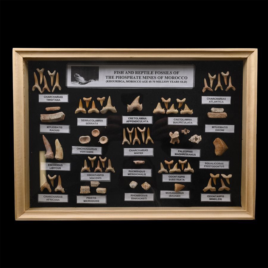 Fossil Shark Tooth Display Case