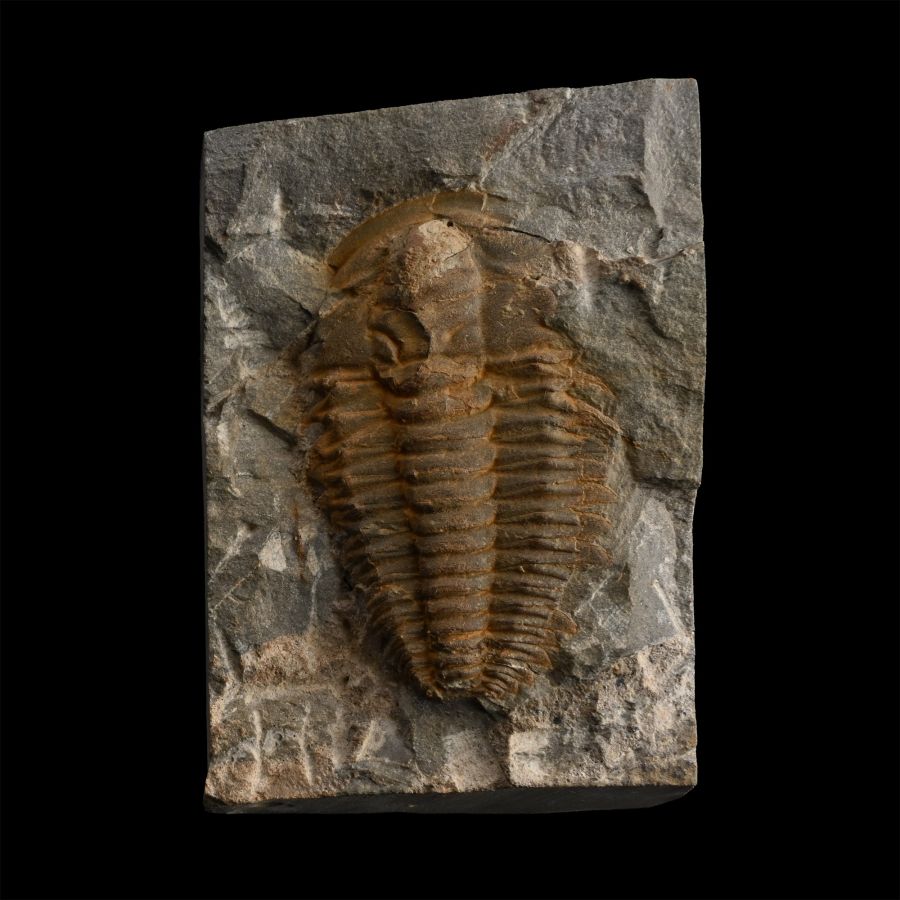 Fossil Trilobite on Matrix
