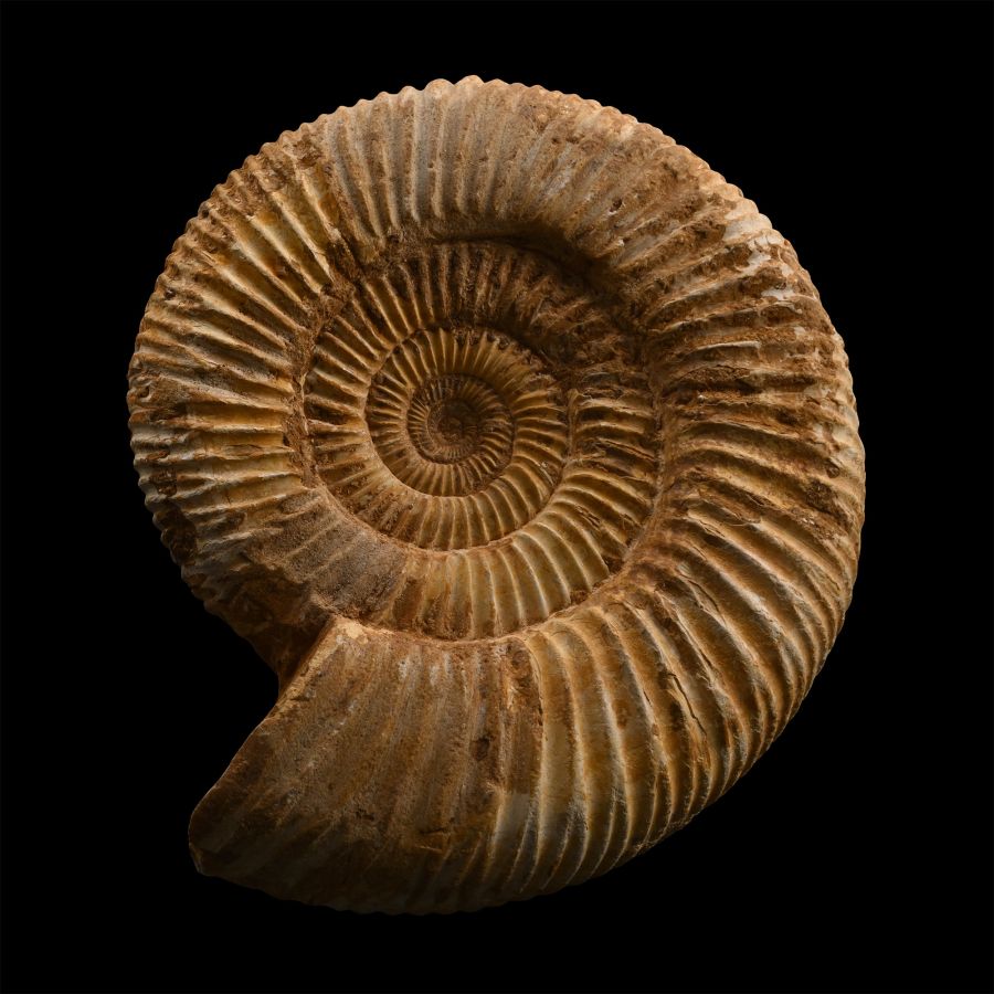 Large Fossil Perisphinctes Ammonite