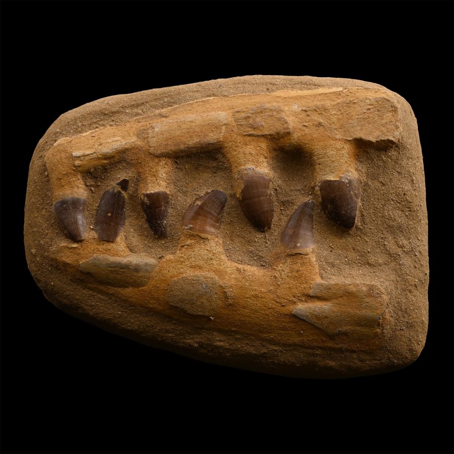 Mosasaur 'Marine Dinosaur' Composite Fossil Jaw Fragment Display with Teeth