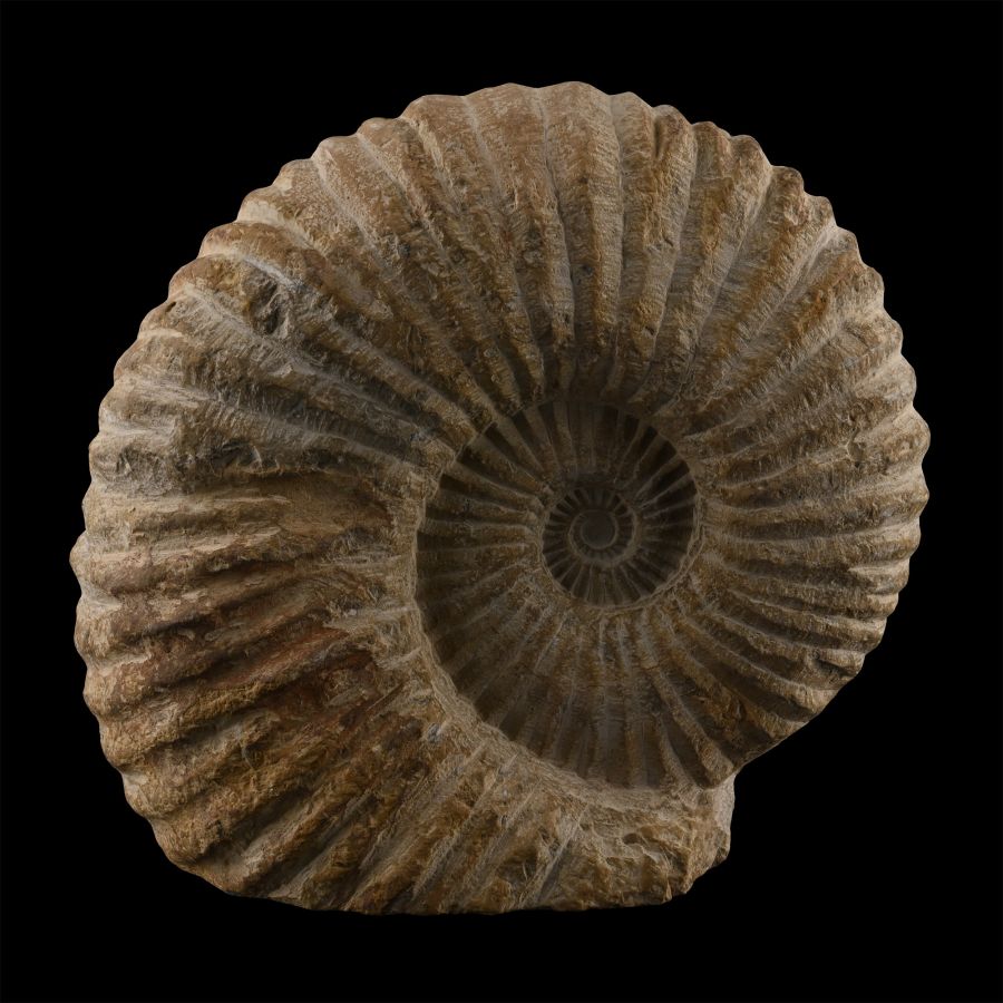 Large Fossil Agadir Ammonite