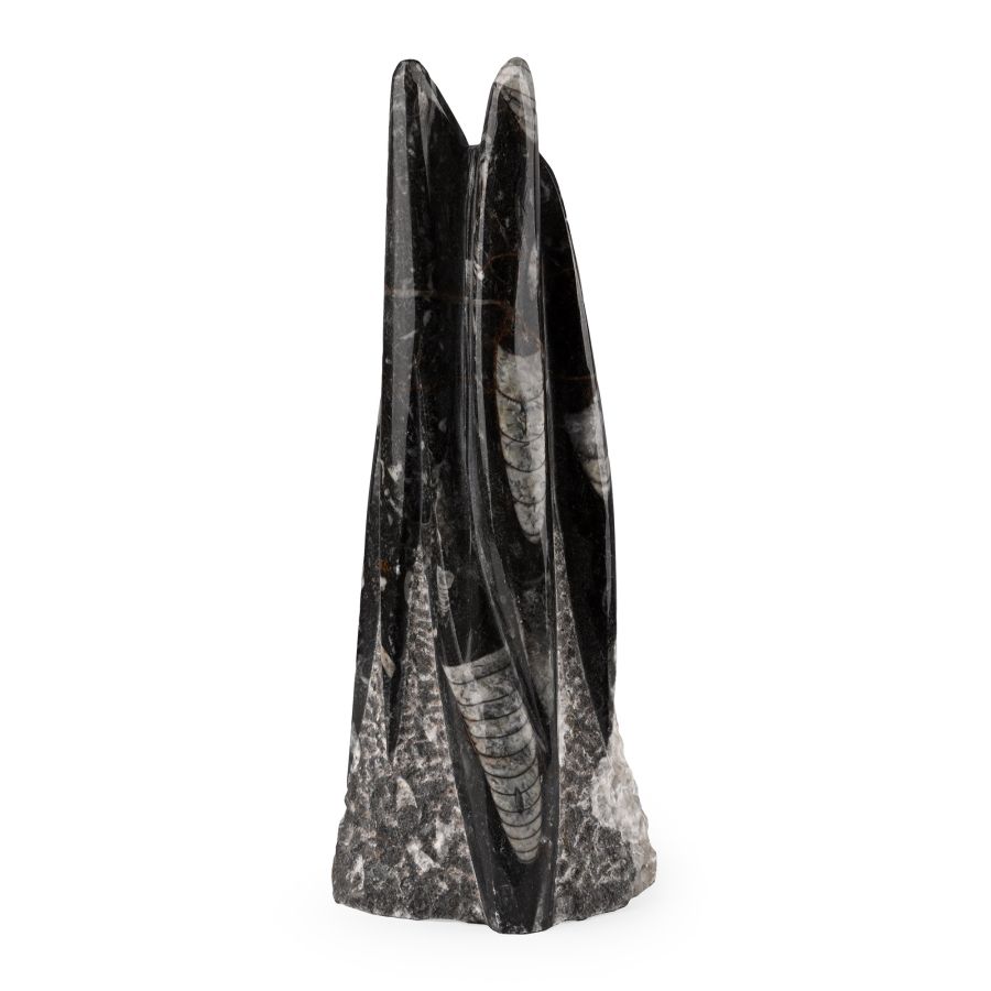 Polished Fossil Orthoceras Column