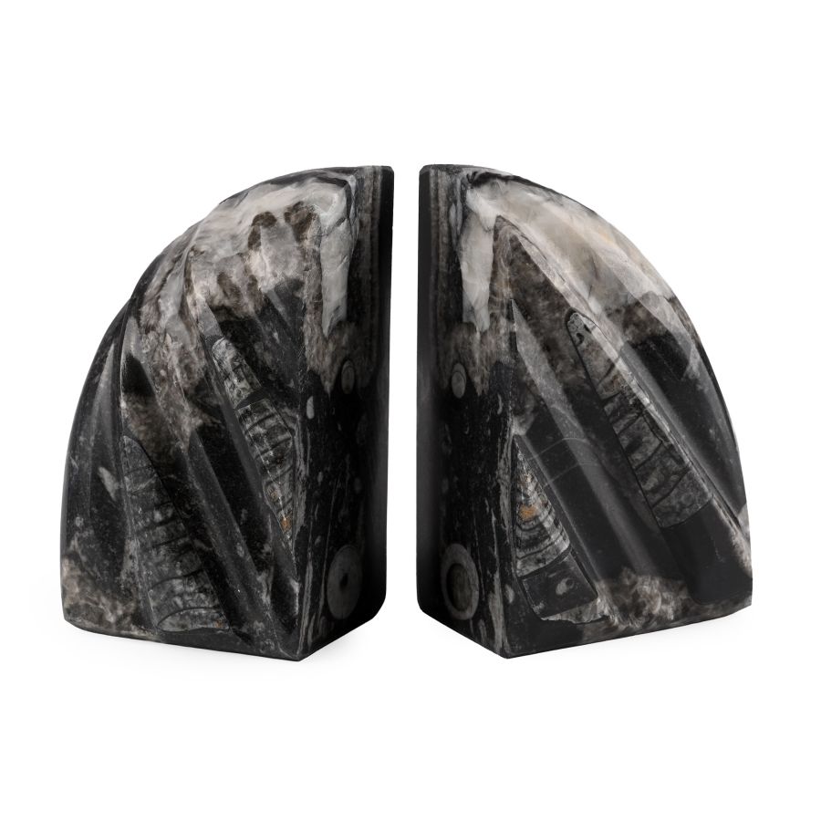 Polished Fossil Orthoceras Bookend Pair