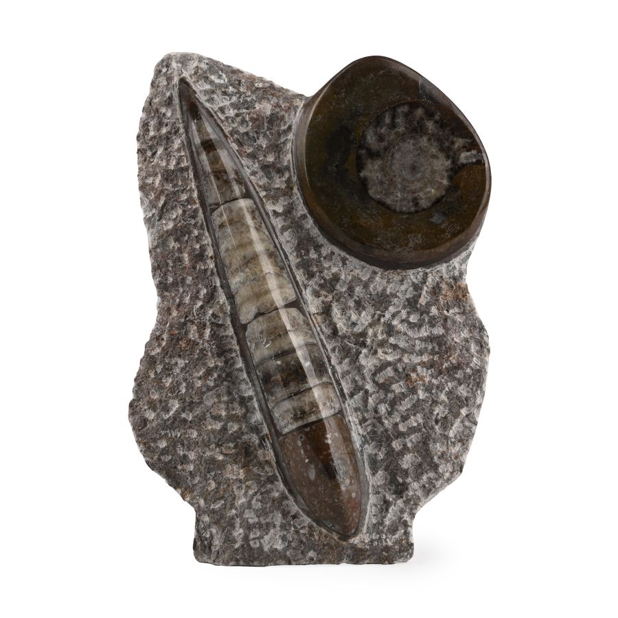 Polished Fossil Orthoceras and Goniatite Display