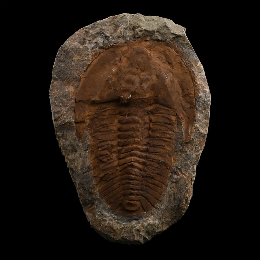 Large Fossil Cambropallas Trilobite