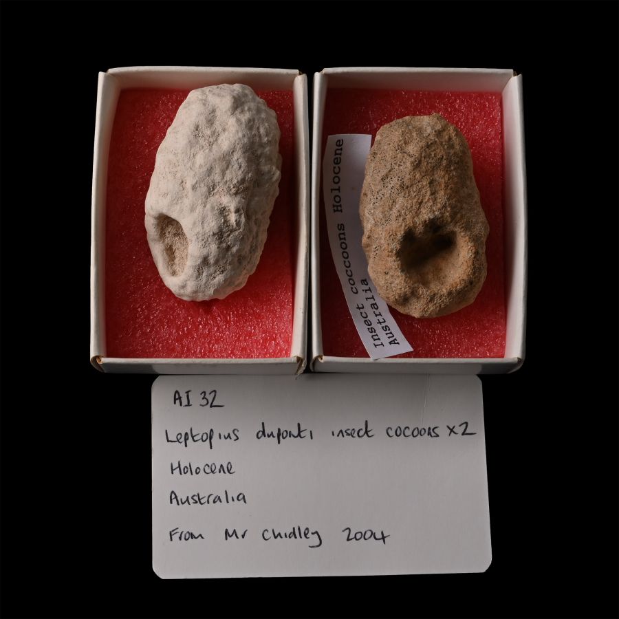 Australian Fossil Insect Cocoon Pair