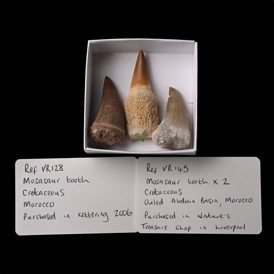 Fossil Mosasaur 'Marine Dinosaur' Tooth Group