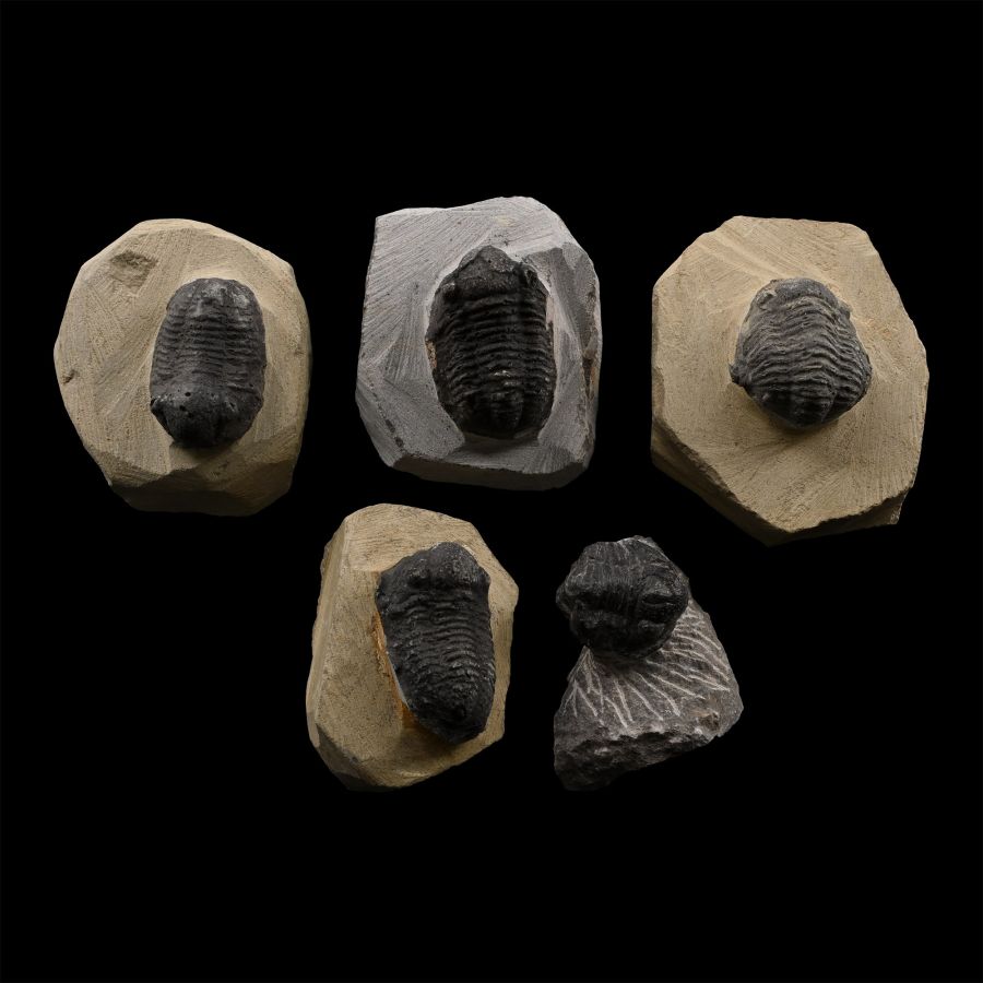 Group of Fossil Trilobites