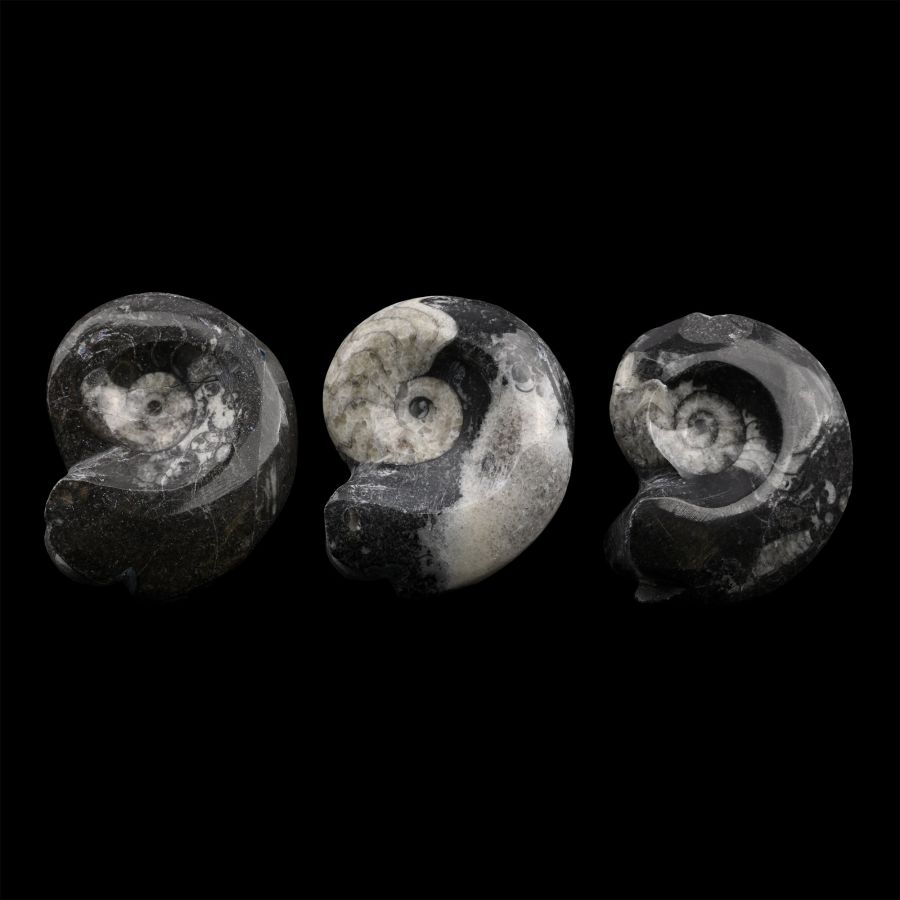 Polished Fossil Goniatite Group