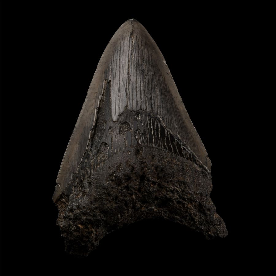 Fossil Megalodon Giant Shark Tooth
