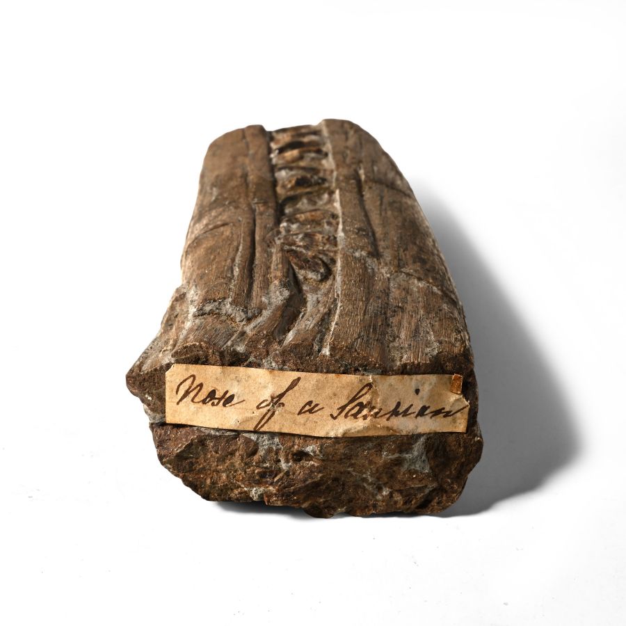 Bifacial Partial Fossil Ichthyosaur Jaw