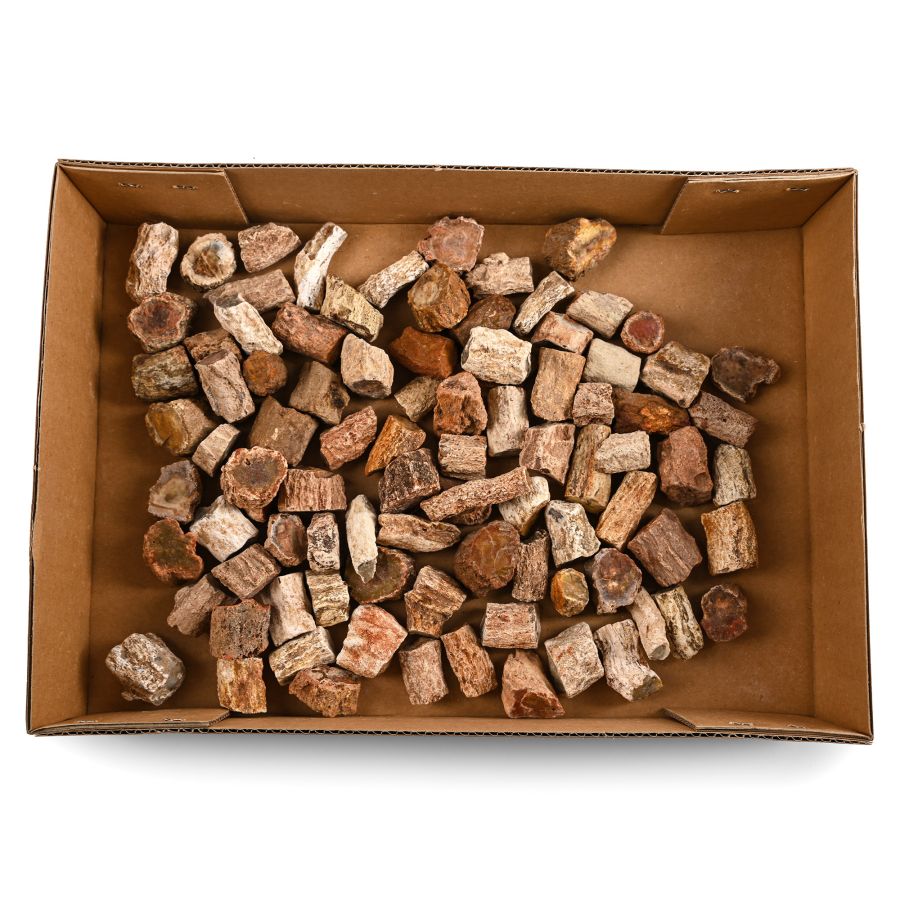 A Group of Ninety Two [92] Fossil Wood Specimens