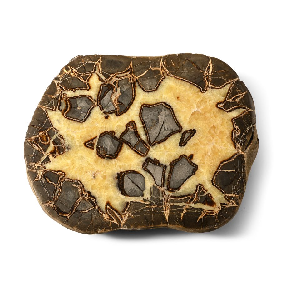 Massive Cut and Polished 'Septarian Egg' Half