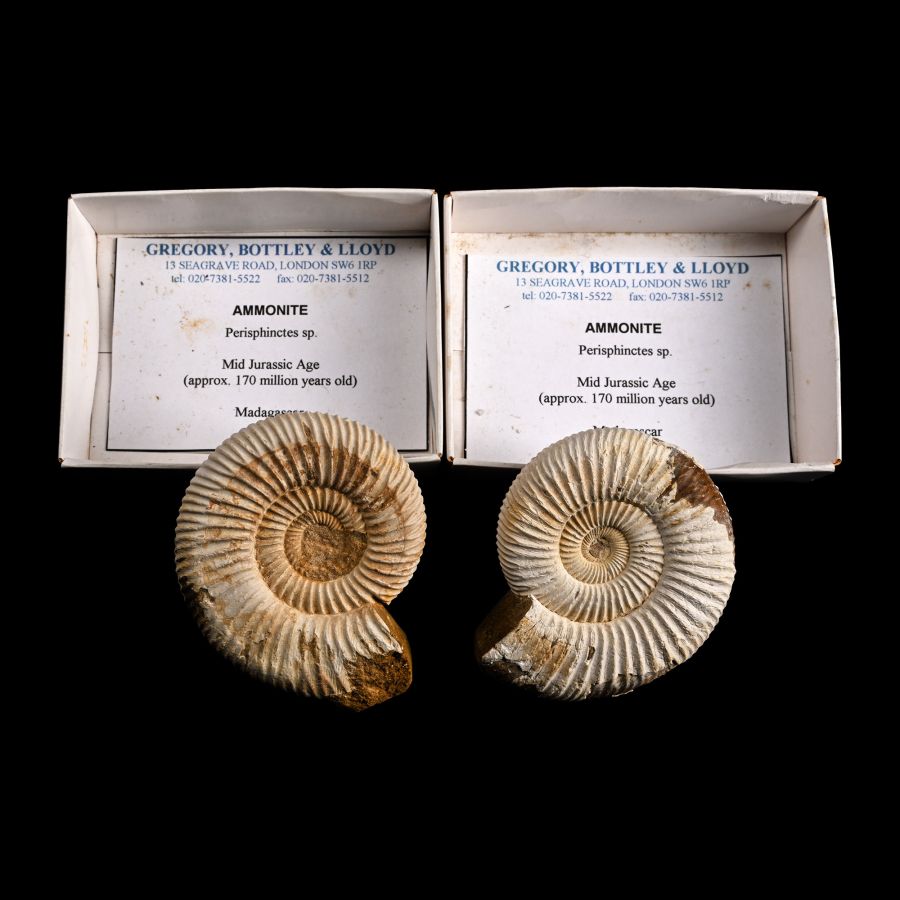 Group of Two [2] Boxed Madagascan Perisphinctid Fossil Ammonites