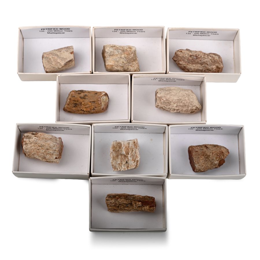 Collection of Nine [9] Boxed Madagascan Fossil Wood Display Pieces