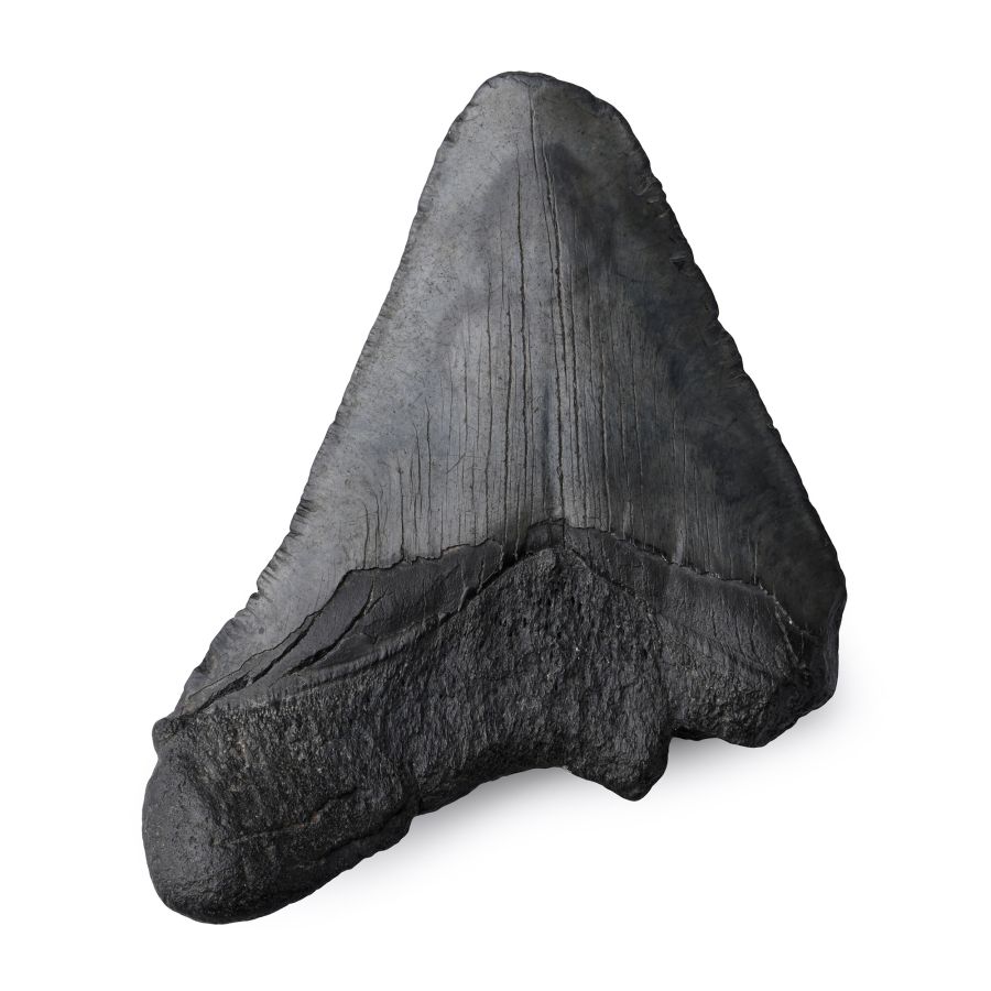Fossil Megalodon Tooth