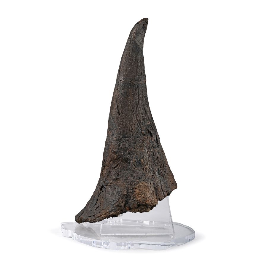Adult Triceratops Dinosaur Fossilised Brow Horn
