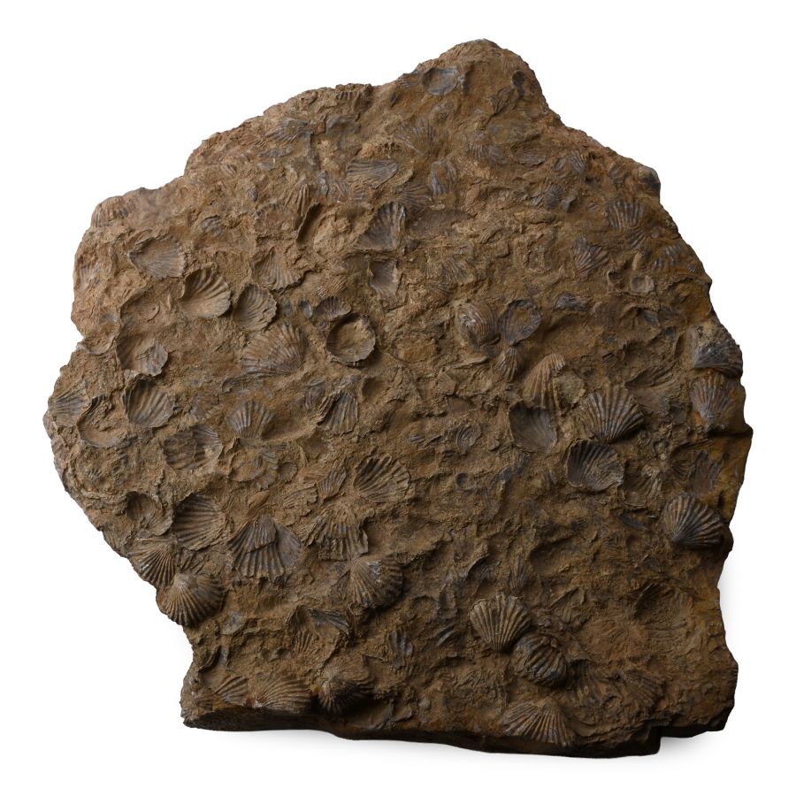 Large Slab with Fossil Shells