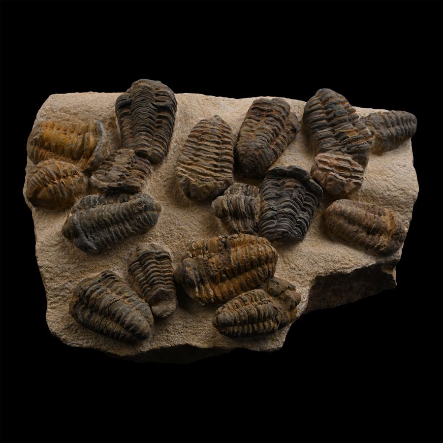 Fossil Flexicalymene Trilobite Group