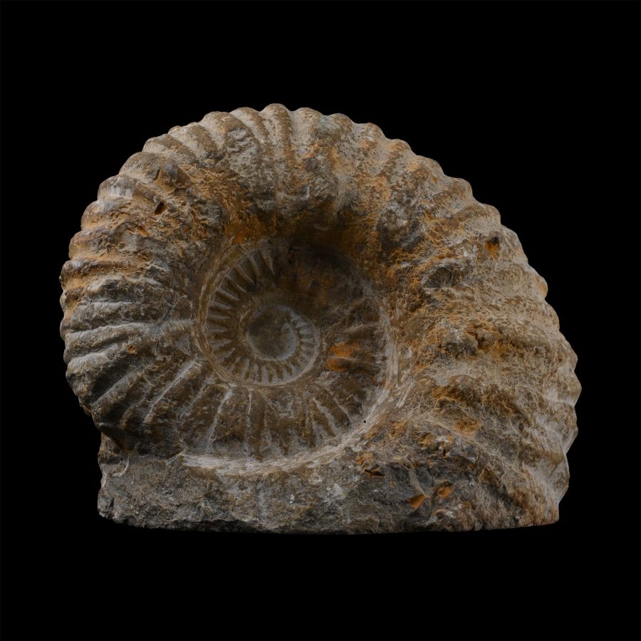 Large Fossil Agadir Ammonite with Cut Base