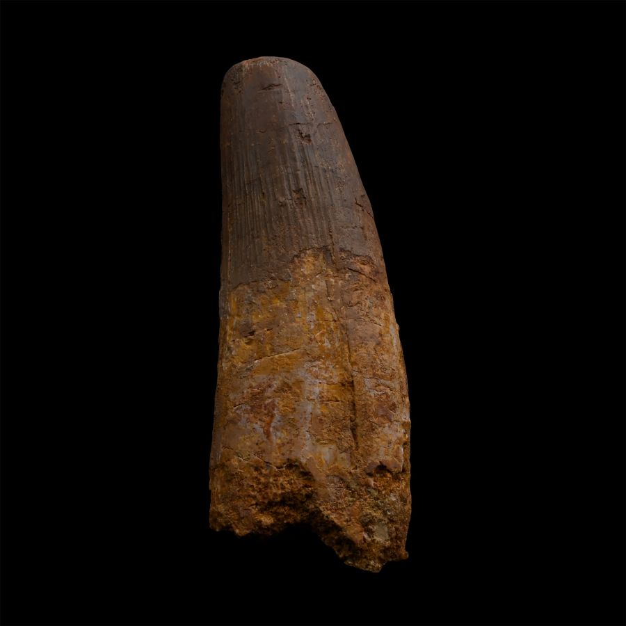 Very Large Spinosaurus Dinosaur Fossil Tooth