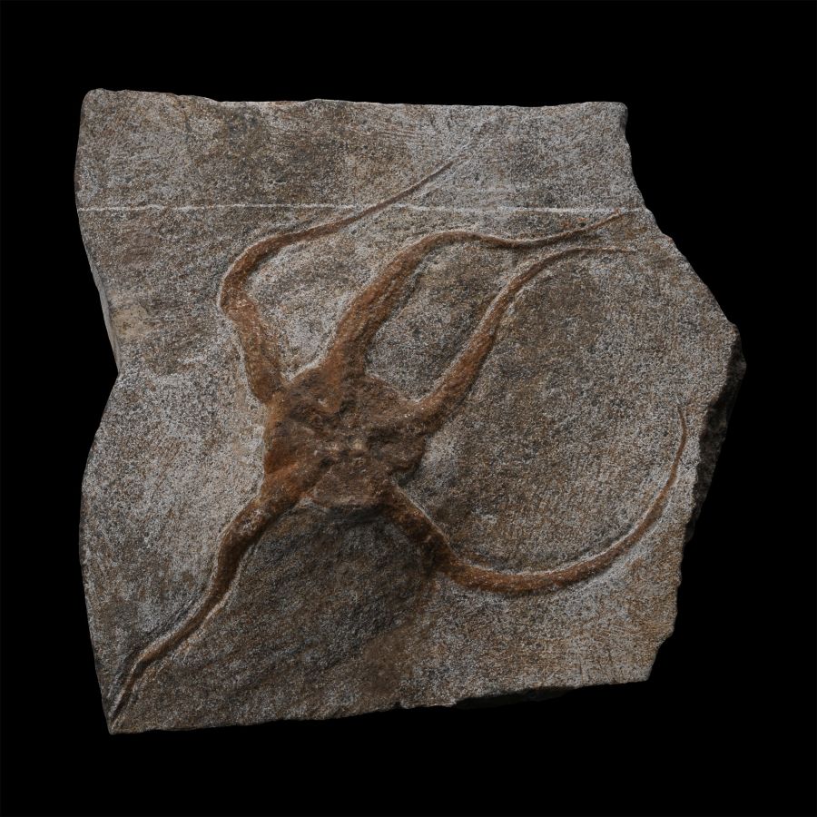 Brittlestar Fossil on Matrix