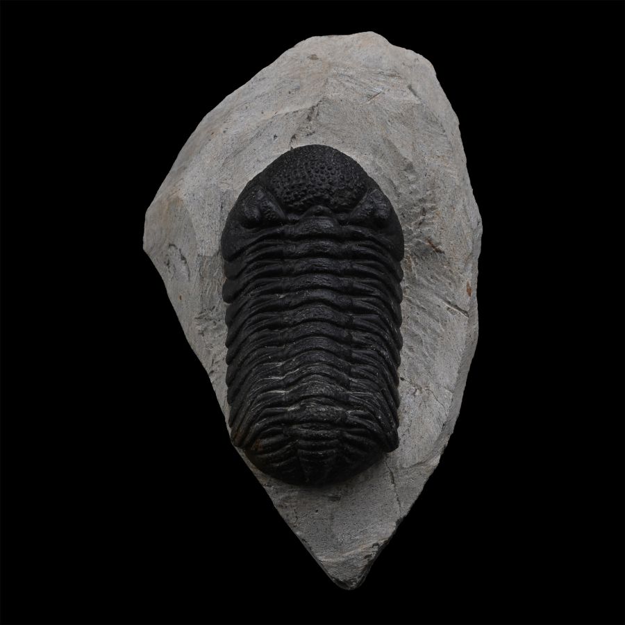 Fossil Phacops Trilobite on Matrix