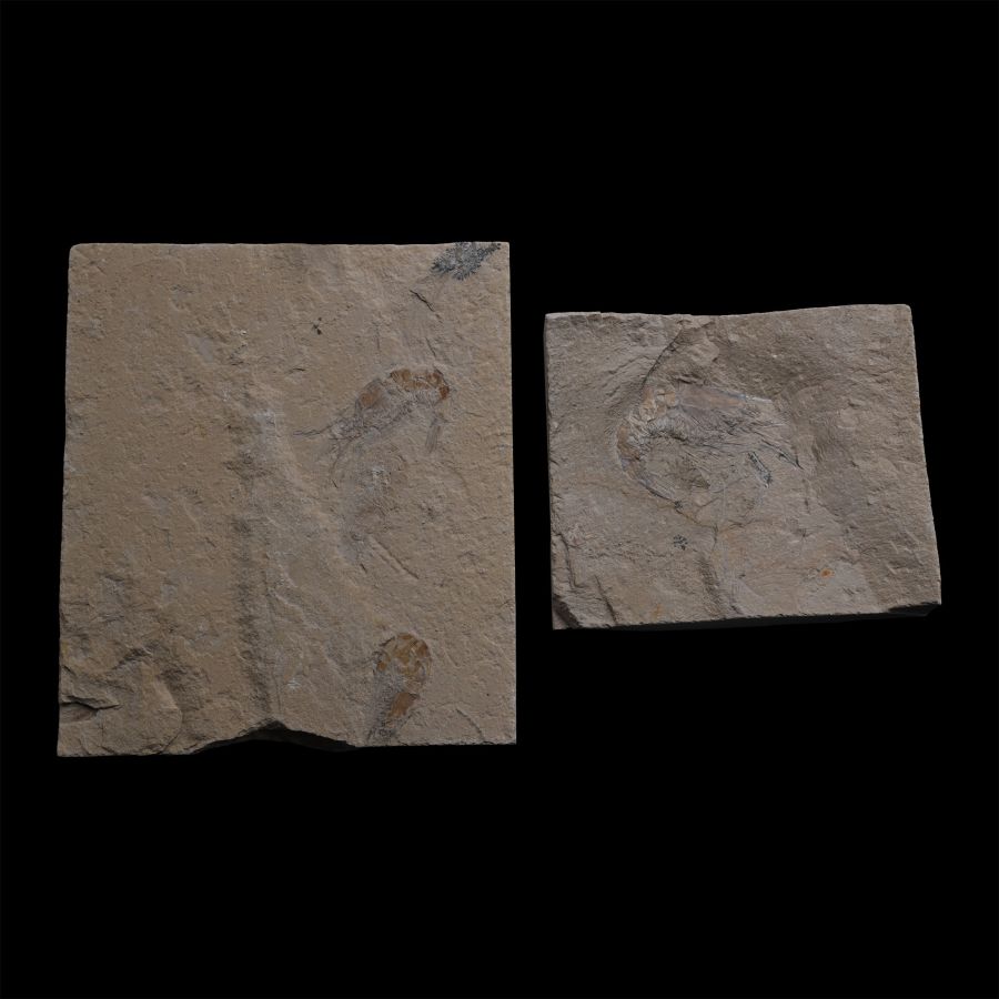 Fossil Shrimps from Lebanon