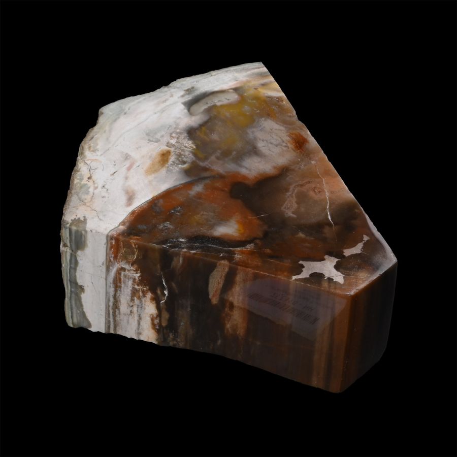 Cut and Polished Fossilised Tree Section