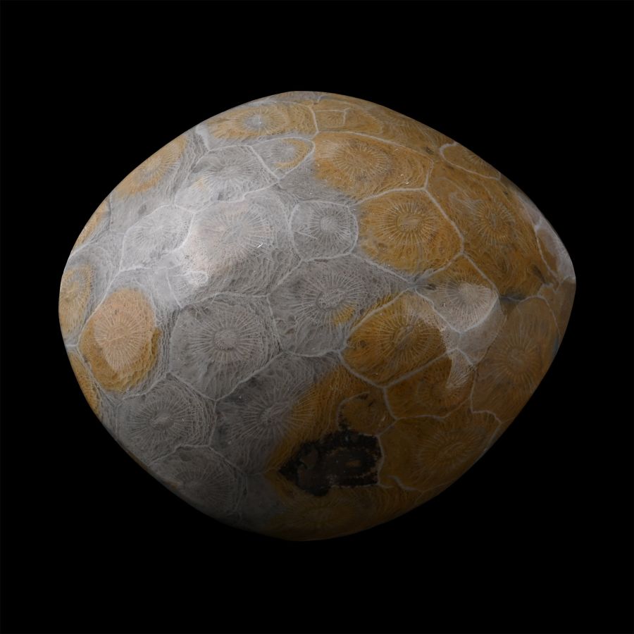 Polished Fossil Coral Head