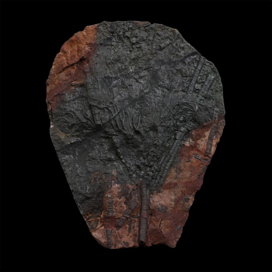 Fossil Mahoumacrinus Crinoid Plate