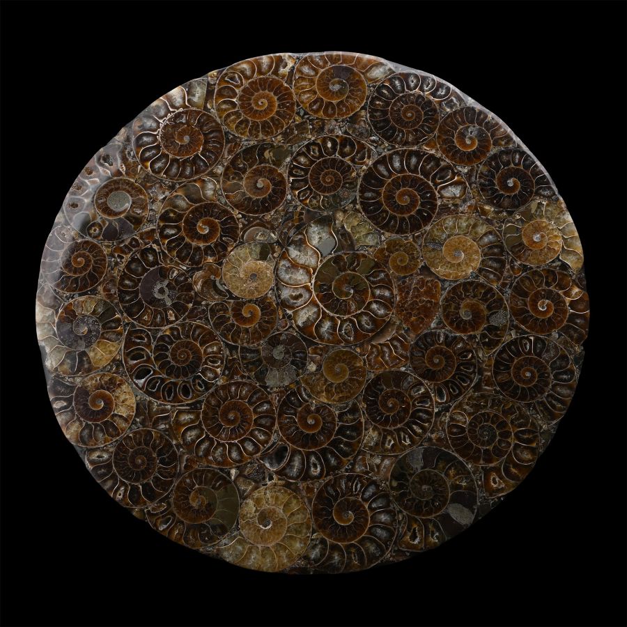 Madagascan Polished Fossil Ammonite Plate