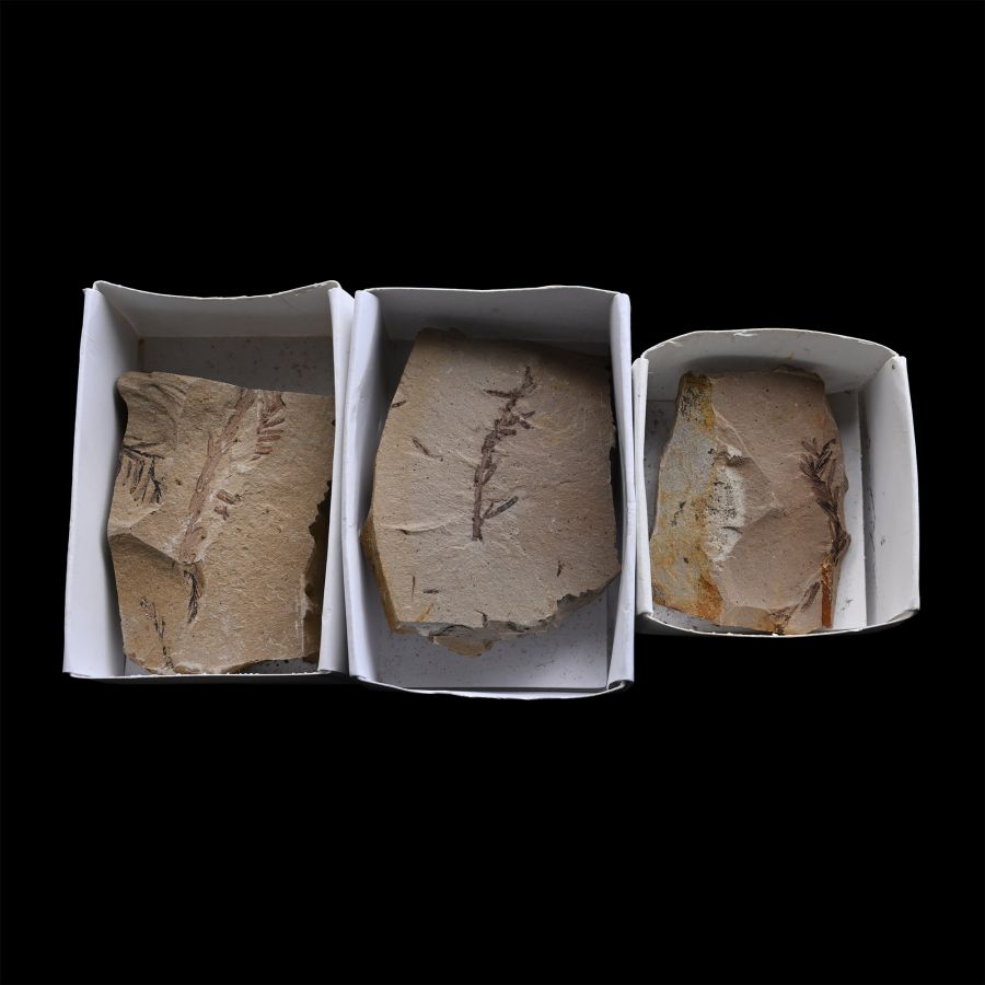 Group of Three Metasequoia Dawn Redwood Fossils