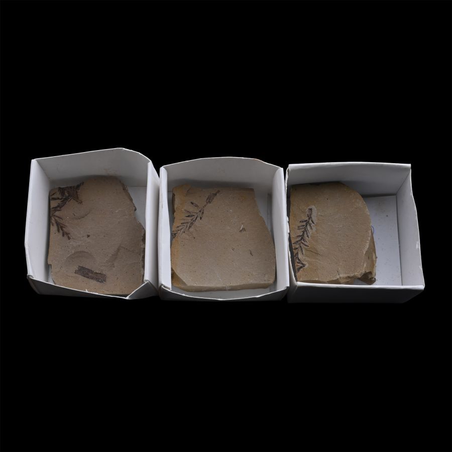 Group of Three Metasequoia Dawn Redwood Fossils