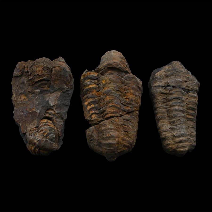 Fossil Flexicalymene Fossil Trilobite Group