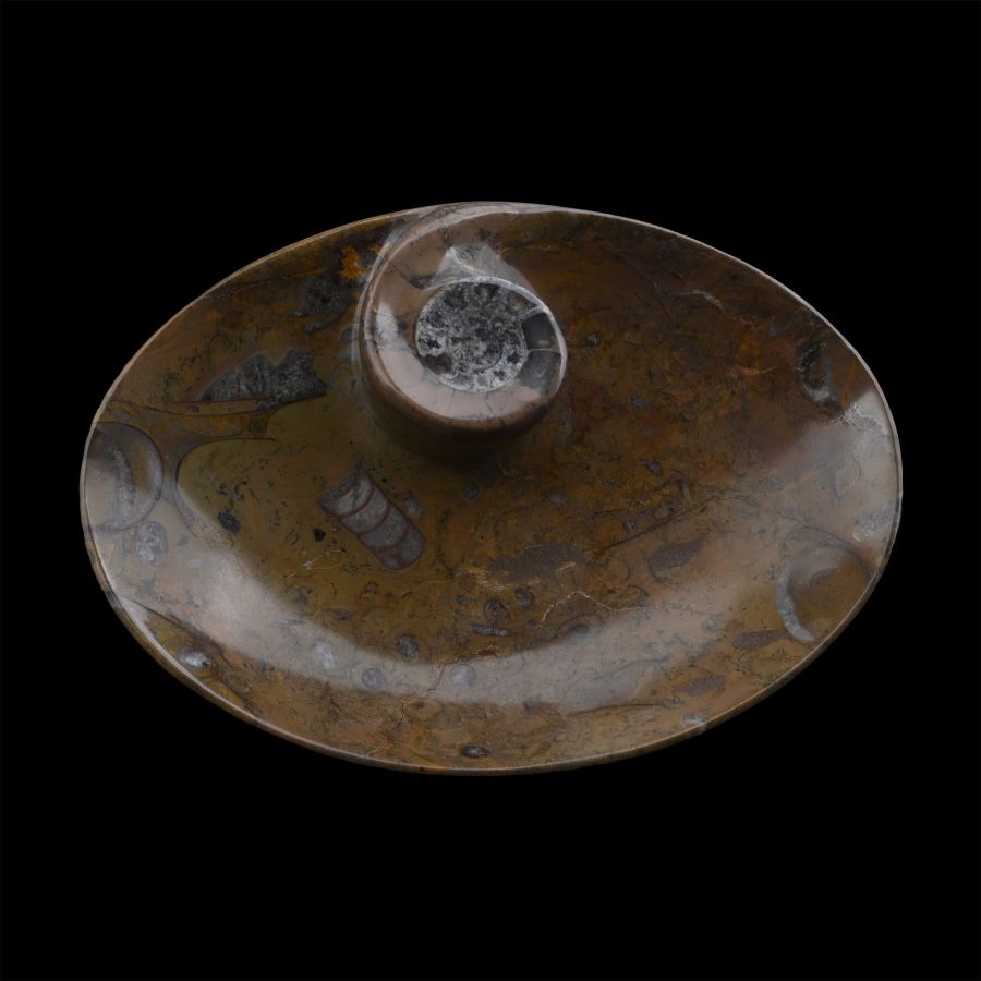Polished Goniatite and Orthoceras Fossil Dish