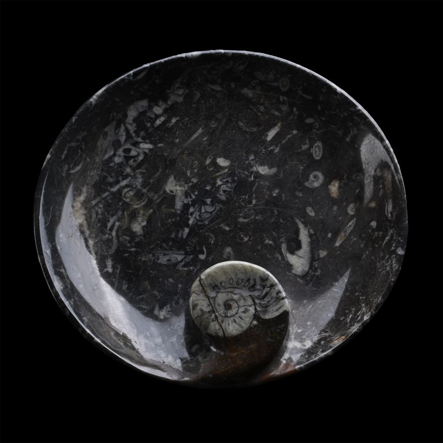 Polished Goniatite and Orthoceras Fossil Dish