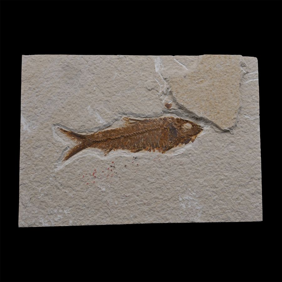 Fossil Knightia Fish in Matrix
