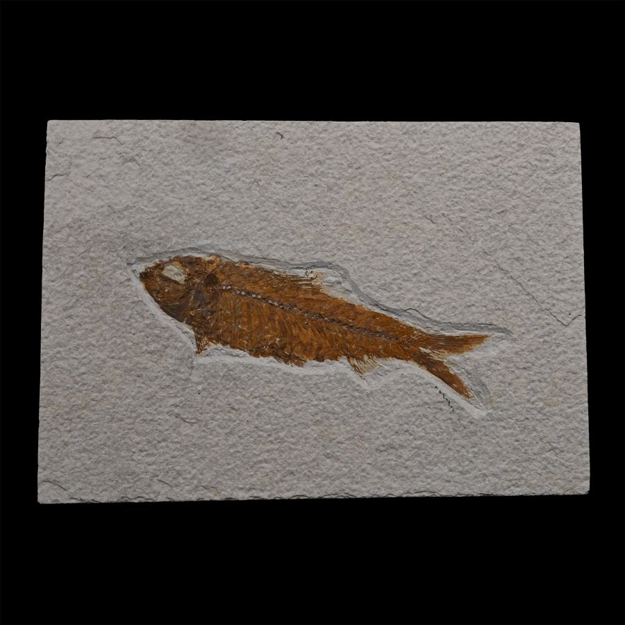 Fossil Knightia Fish in Matrix