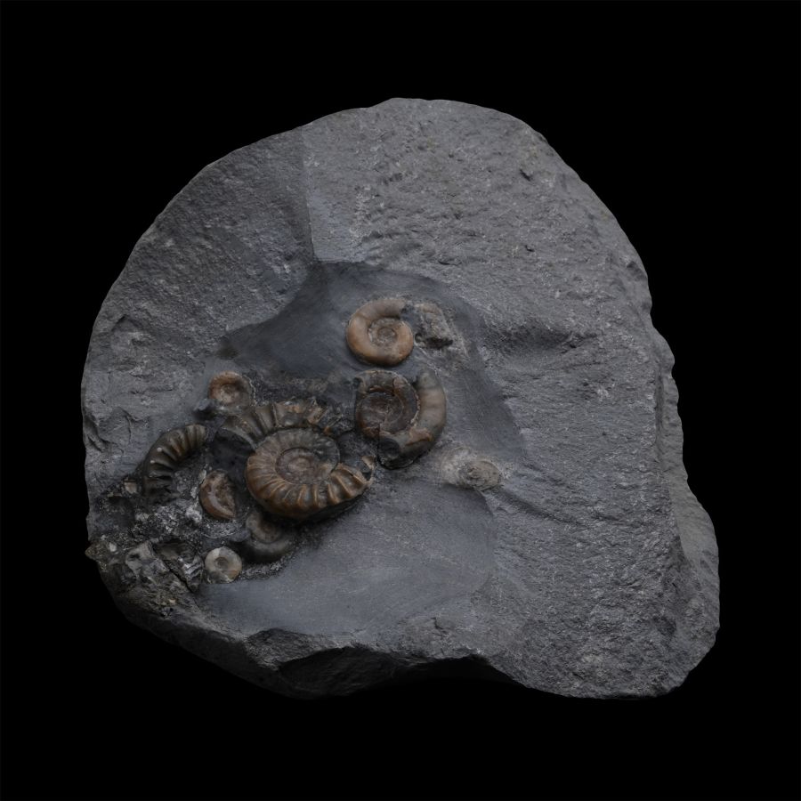 Fossil Ammonite Cluster