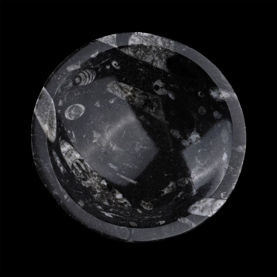 Polished Fossil Orthoceras Bowl