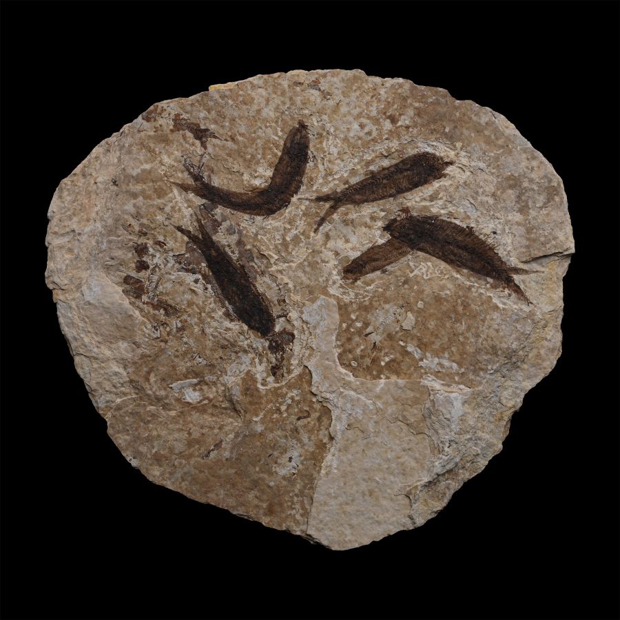 Fossil Knightia Multi Fish Plate