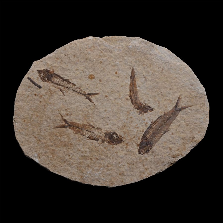 Fossil Knightia Multi Fish Plate