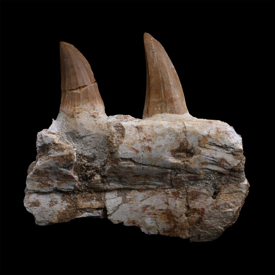 Mosasaur 'Marine Dinosaur' Fossil Jaw Fragment