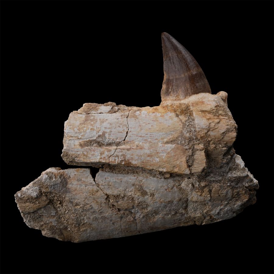 Mosasaur 'Marine Dinosaur' Fossil Jaw Fragment