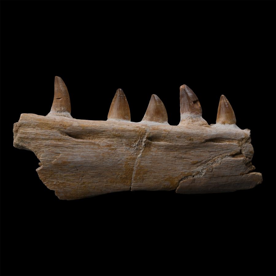 Mosasaur 'Marine Dinosaur' Fossil Jaw Fragment