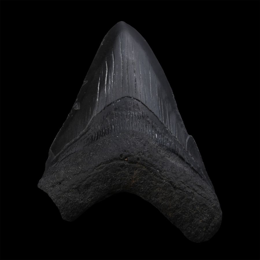 Fossil Megalodon Giant Shark Tooth