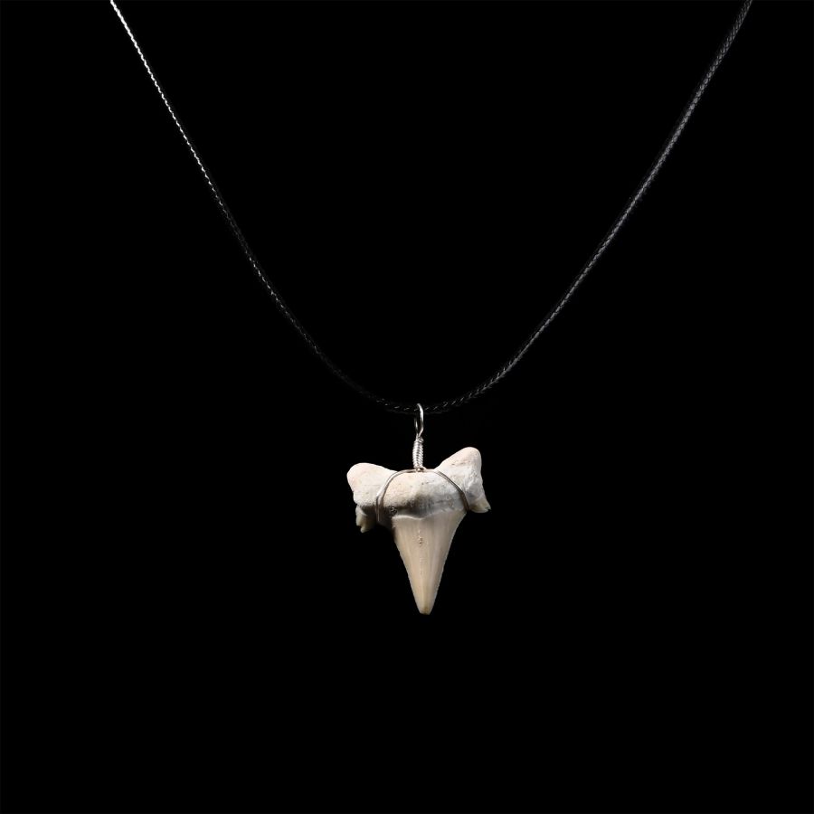 Otodus Fossil Shark's Tooth Necklace