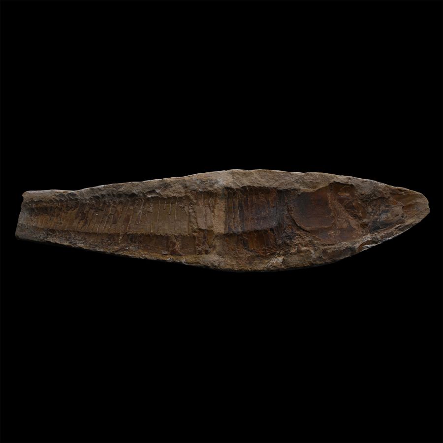 Vinctifer Comptoni Fossil Fish