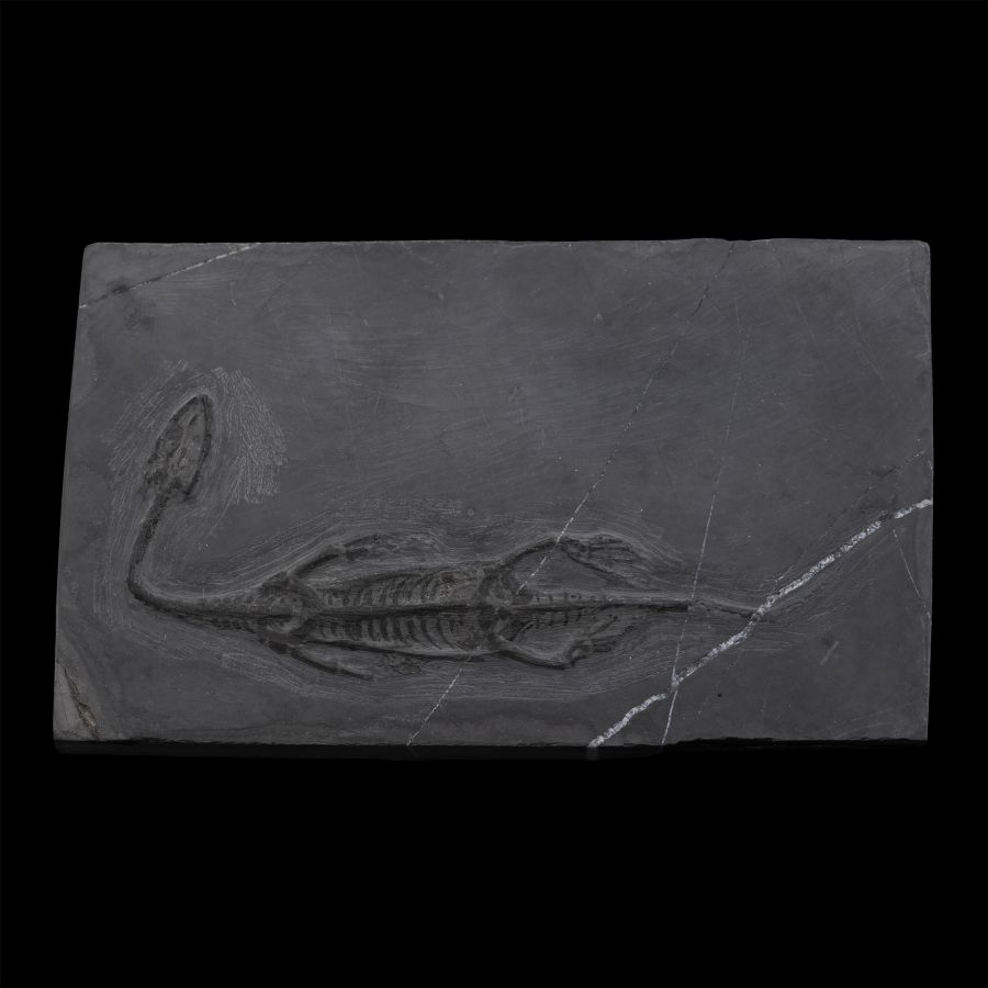 Fossil Keichousaurus Marine Reptile Skeleton